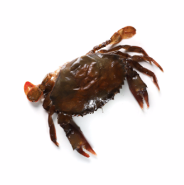Frozen Soft Shell Crab [360-450g]