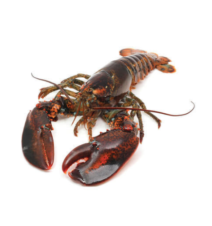 Frozen US Lobster [1.0-1.5Kg]